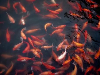 BSN to Integrate CBDC-Focused Cypherium Blockchain