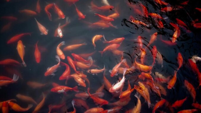 BSN to Integrate CBDC-Focused Cypherium Blockchain