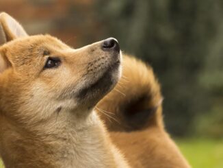 Dogecoin Spikes 10% After News of Musk's $3B Stake in Twitter