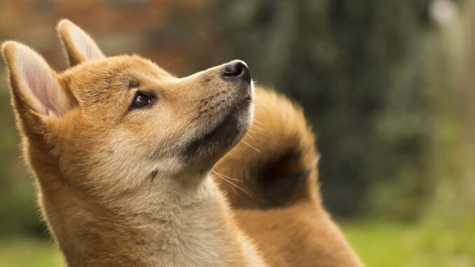 Dogecoin Spikes 10% After News of Musk's $3B Stake in Twitter