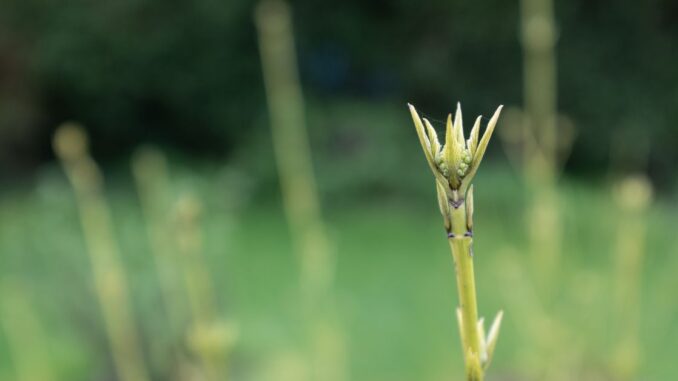 Altcoin Short Squeeze Brings Green Shoots to Dormant Crypto